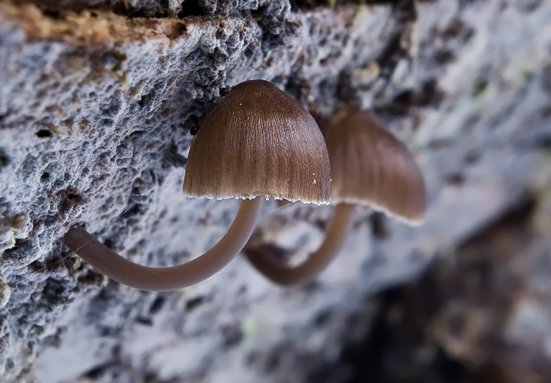 Mycena silvae-nigrae